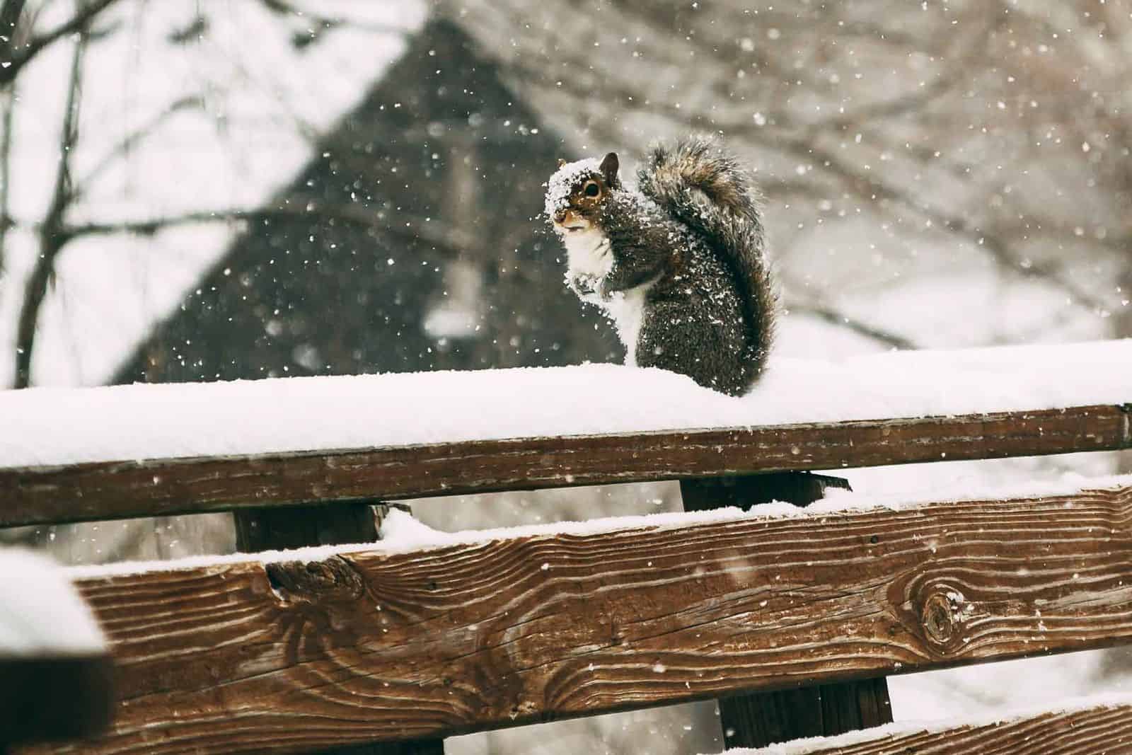 An outdoor deck and living space covered with falling snow, visited by a perched squirrel.